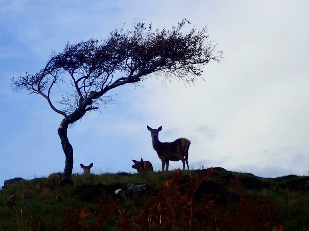 Faith in Nature - deer