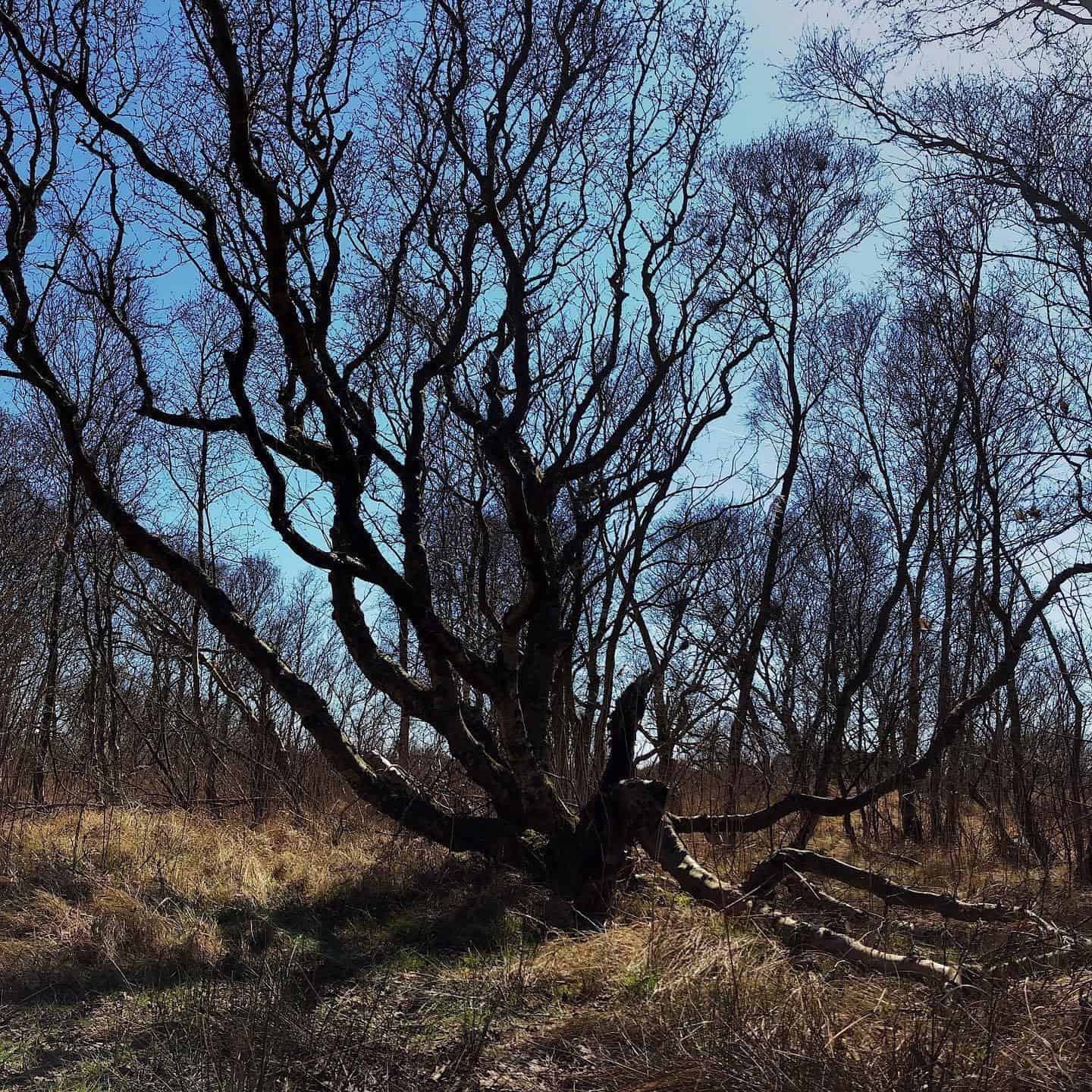 Kelten en druiden – No Trace Kelten en druiden - No Trace